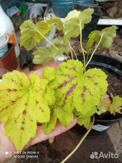 Садовые цветы