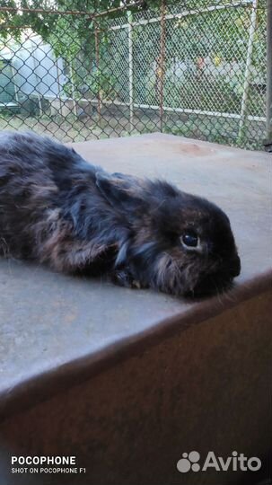 Декоративные кролики