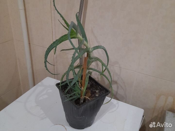 Алоэ столетник