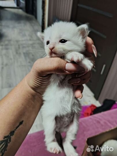 Котята отдам в добрые руки бесплатно