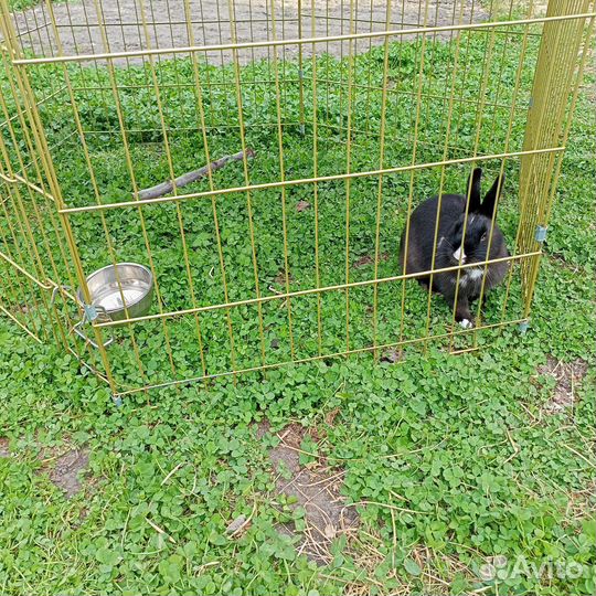 Кролик Баффи девочка 8 месяцев