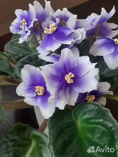 Листики сортовых фиалок