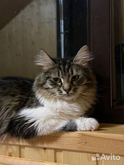 Милашка ищет спутника жизни