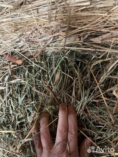 Сено в рулонах опт/Доставка