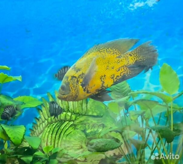 Астронотус вуалевый