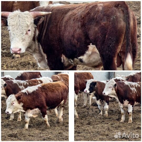 Быки живым весом