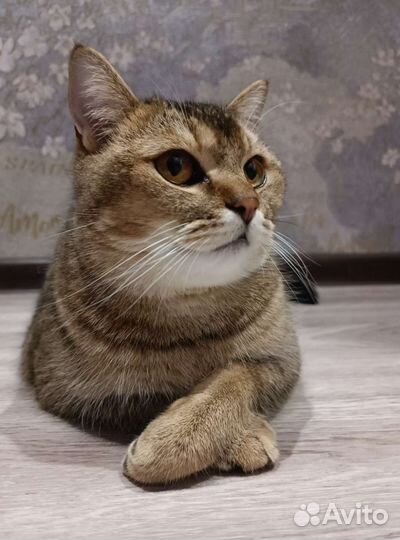 Британская кошка