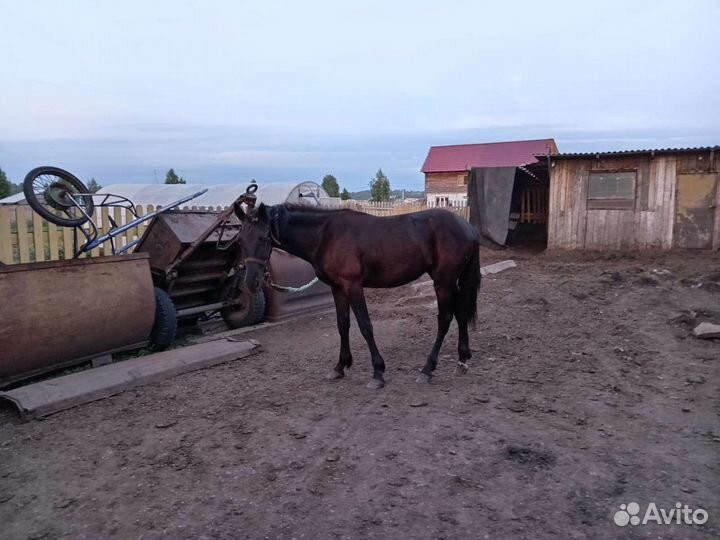 Продам орловский лошадей