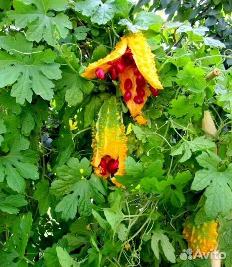 Момордика 6 семян, выщивание в Подмосковье