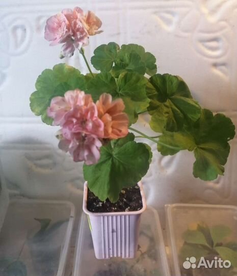 Герань пеларгония odensjo kate