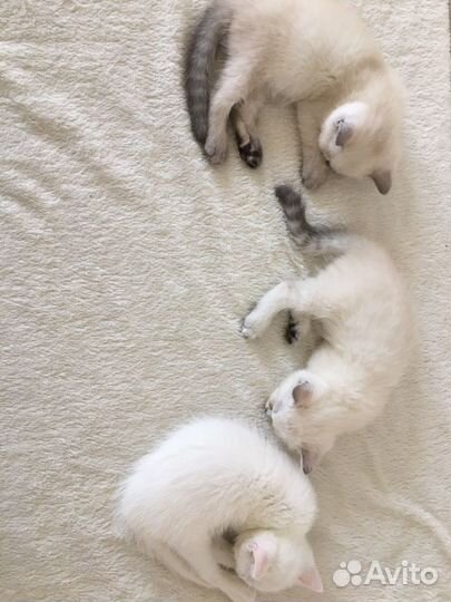 Продаю котят британцев (белые голубоглазые )