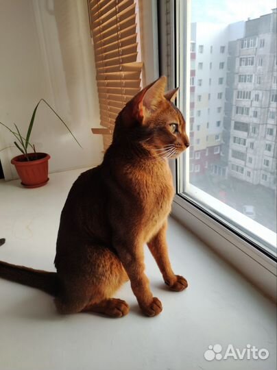 Абиссинская