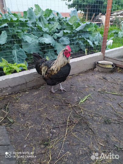 Петух орпингтон