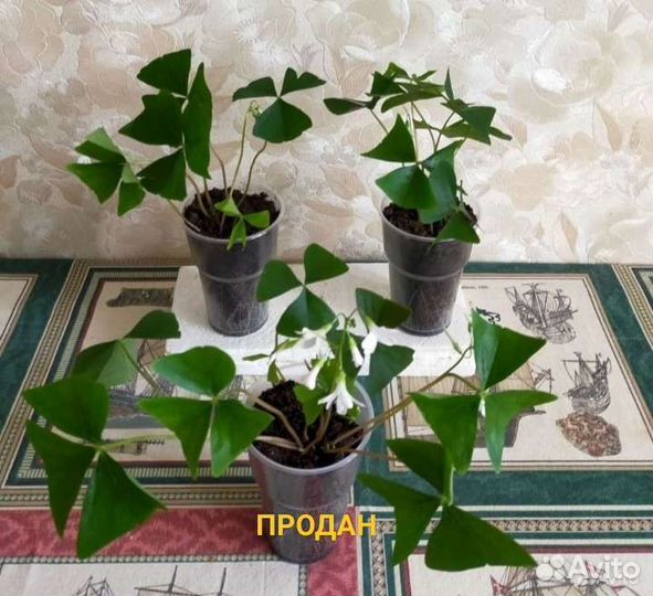 Кислица оксалис.Зеленая