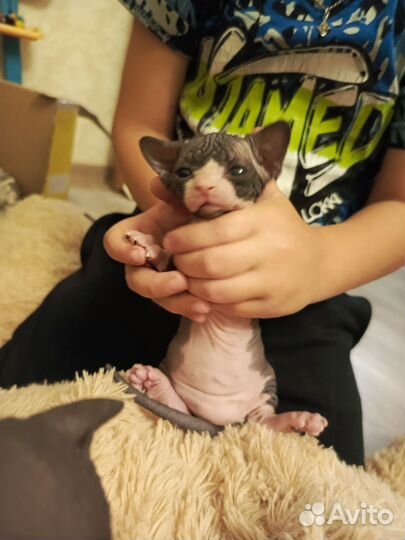 Канадский сфинкс котенок девочка мальчик