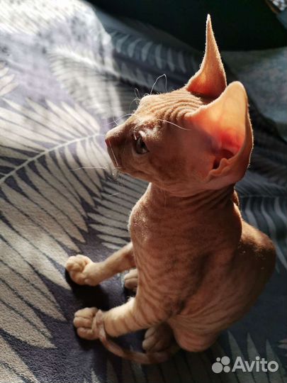 Донской сфинкс