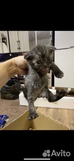 Британский кот на вязку(ищем кошечку)