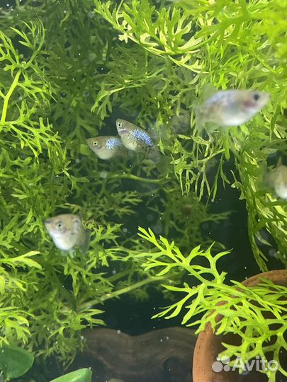 Аквариумные рыбки пецилия голубая