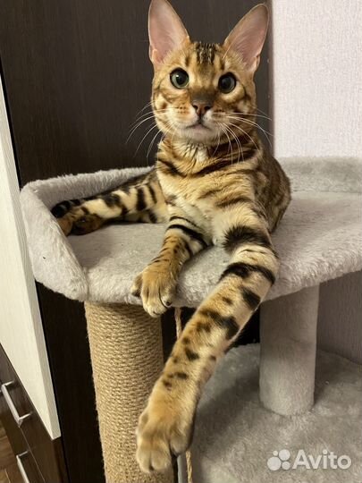 Бенгальский кот