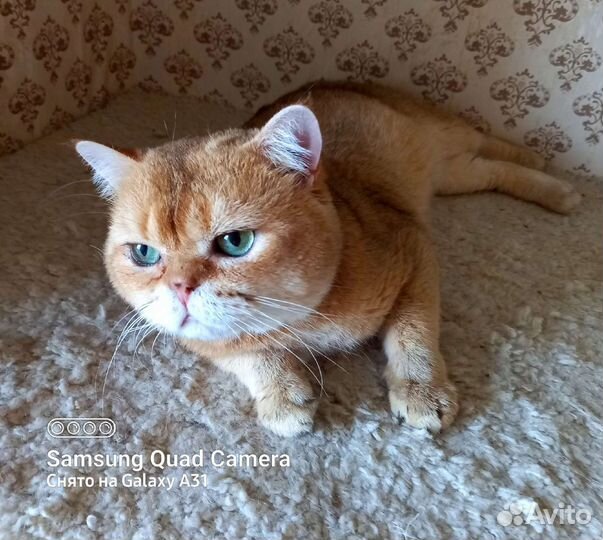 Золотой британец