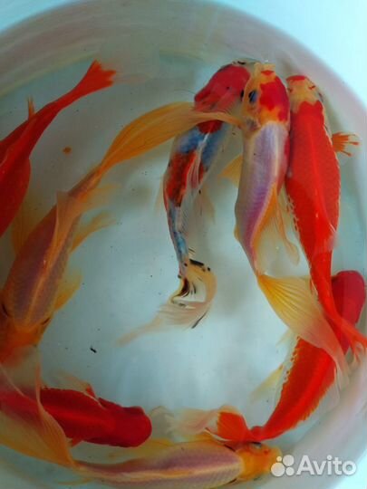 Кои, золотые рыбки опт/розница