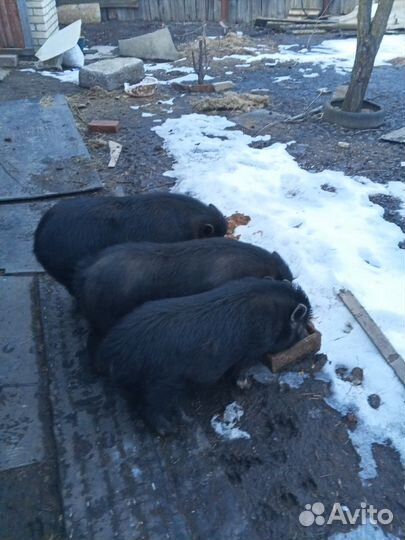 Вьетнамские вислобрюхие свиньи