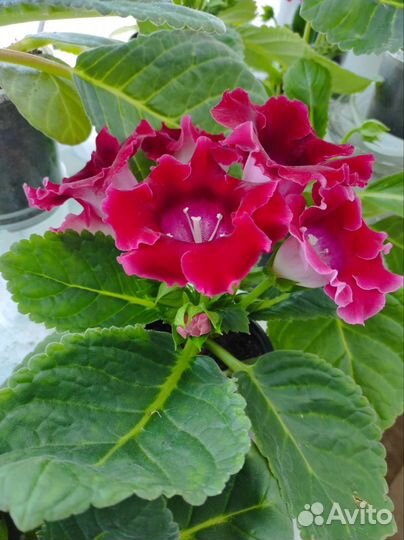 Глоксиния Аванти винно-красная. Сеянцы