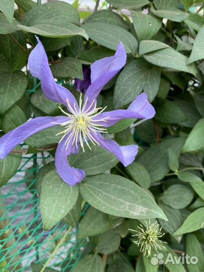 Клематис Ист Ривер