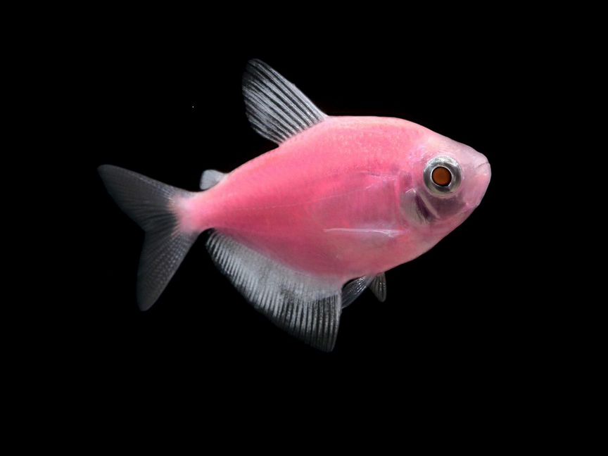 Тернеция (GloFish) Розовая Светящаяся (арт 6923)