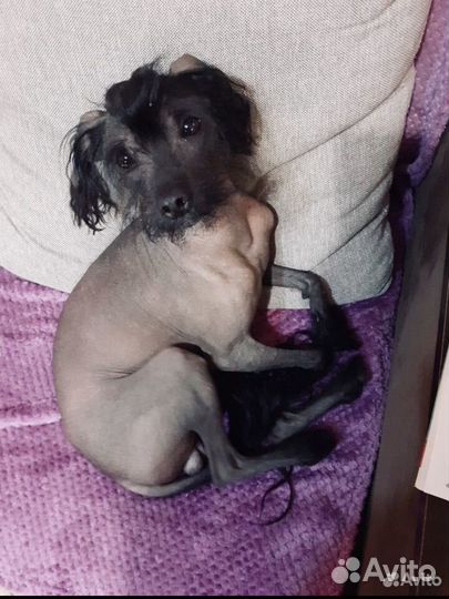 Вязка китайская хохлатая