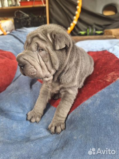 Щенки шарпей