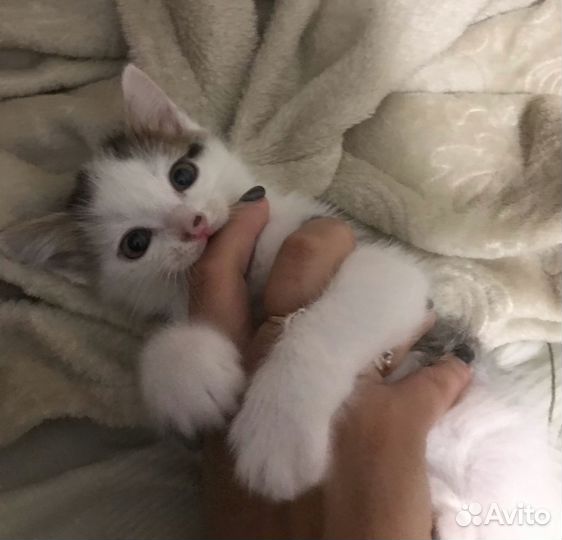 Котёнка отдам даром