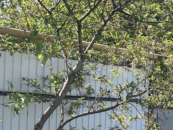 Участок 7,7 сот. (ИЖС)