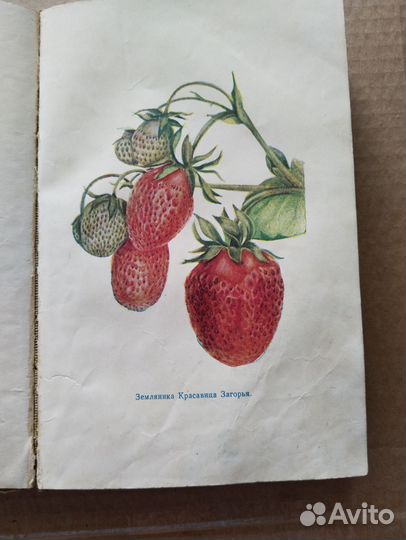 Сад и огород на приусадебном участке, 1959 СССР