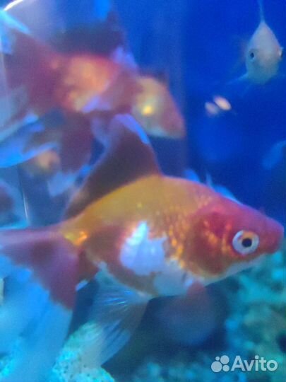 Золотая рыбка (риукин красный)