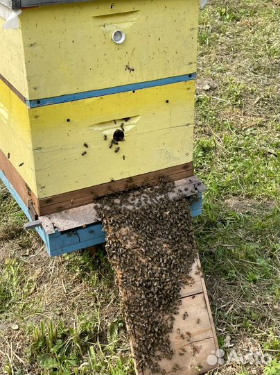 Мёд дягилевый