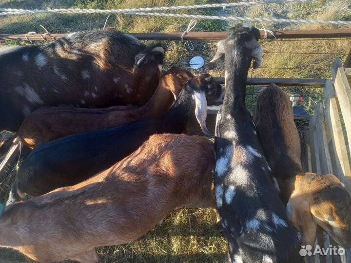 Дойные нубийские козы