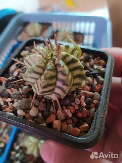 Эуфорбия Мелоформис Вариегатная