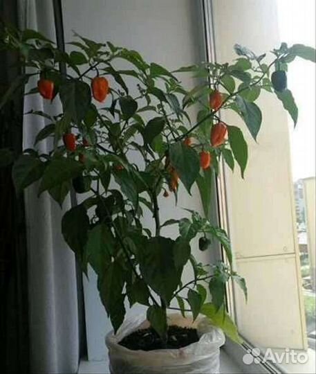 Перец хабанеро