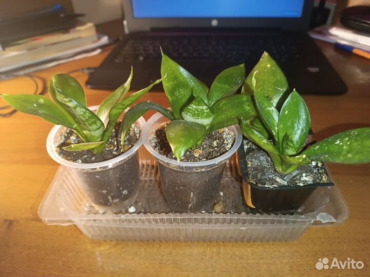 Комнатные растения