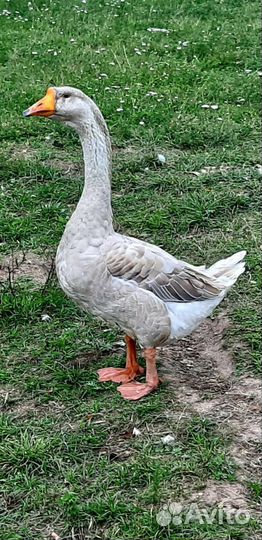 Холмогорские гуси