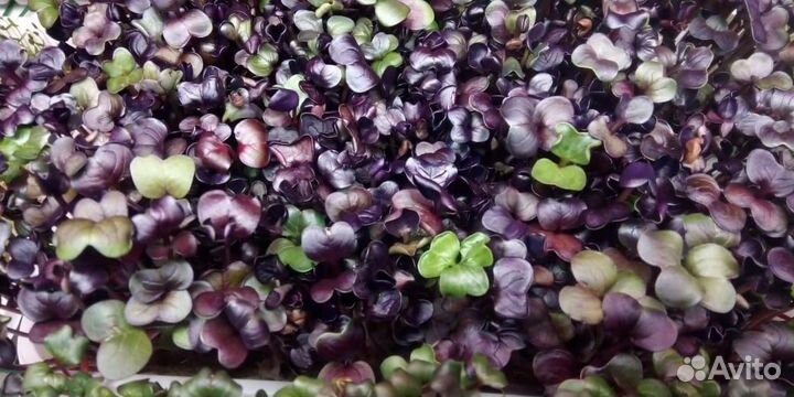 Франшиза микрозелени от собственника бизнеса