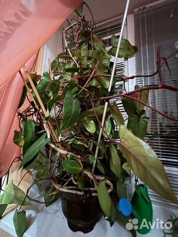 Растение филодендрон 12 лет