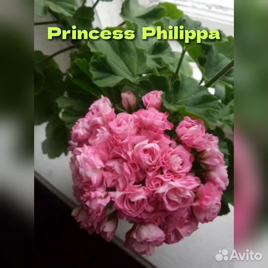 Пеларгония герань сортовая