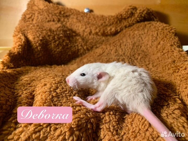 Крысята стандарт-дамбо