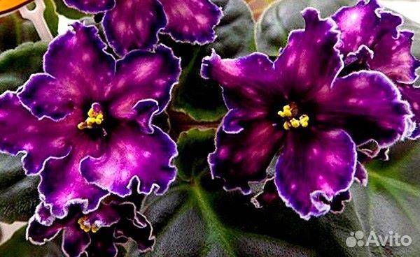 Детки сортовых фиалок