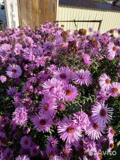 Новозеландская астра высокая очень обильно цветет