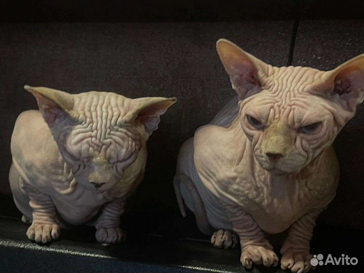 Канадский сфинкс