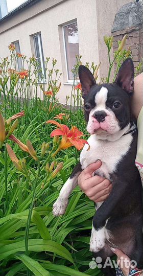 Щенки бостон терьер мальчики