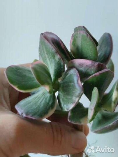 Крассула Триколор,Хоббит,Тетрагона,Роджерси